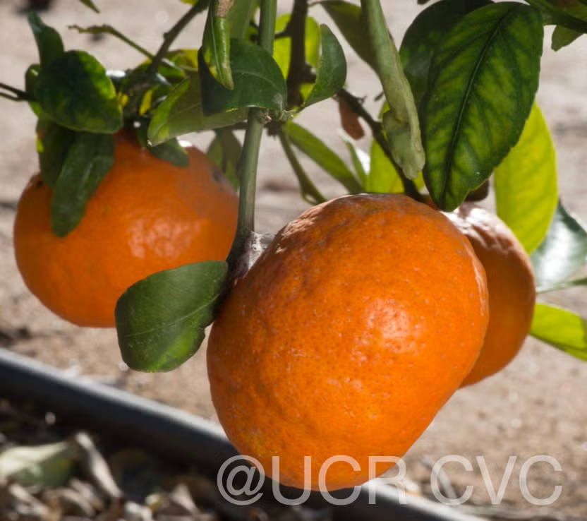 King Tangor Mandarin Budwood citrus plant material online shopping