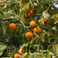 Michal Mandarin Budwood citrus plant material online shopping