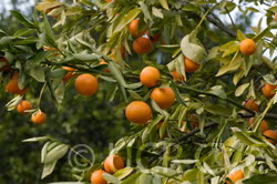 Michal Mandarin Budwood citrus plant material online shopping