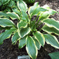 Lakeside Cranberry Relish Hosta Plants online shopping