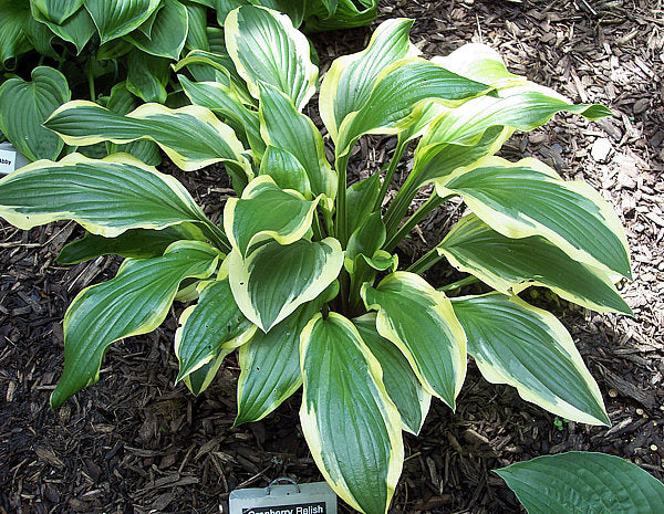 Lakeside Cranberry Relish Hosta Plants online shopping