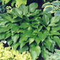 Sparkling Burgundy Hosta Plants online shopping