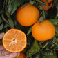Clementine de Nules Plant citrus plant material online shopping