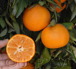 Clementine de Nules Plant citrus plant material online shopping