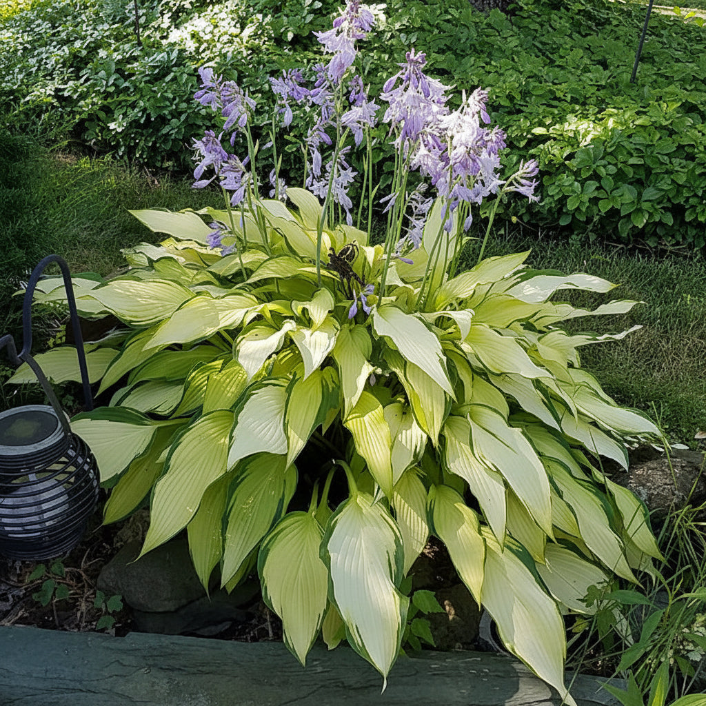 Pineapple Upsidedown Cake Hosta Plants online shopping