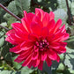 Groovy Dahlia