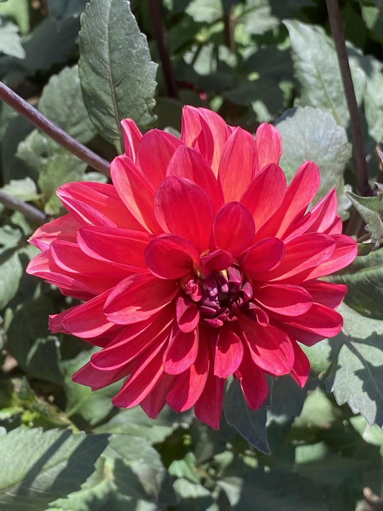 Groovy Dahlia