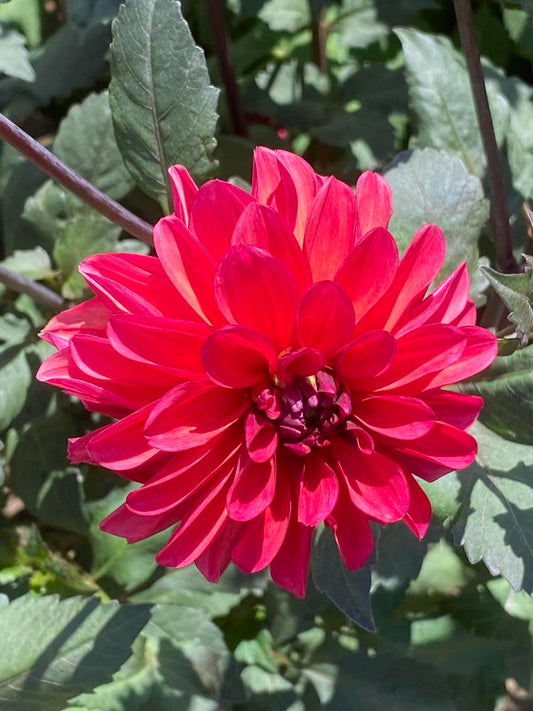Groovy Dahlia
