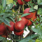 Smith Red Blood Orange Plant citrus plant material online shopping