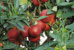 Smith Red Blood Orange Plant citrus plant material online shopping