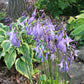 Lemon Delight Hosta Plants online shopping