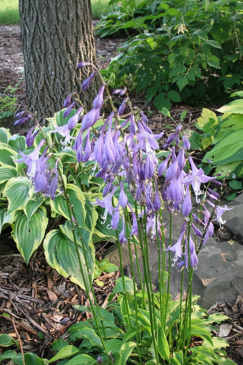 Lemon Delight Hosta Plants online shopping
