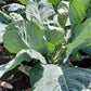 Top Bunch 2.0 F1 Collards