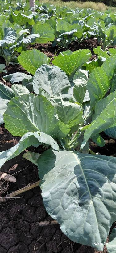 Top Bunch 2.0 F1 Collards
