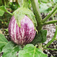 Piccolo F1 Organic Aubergine