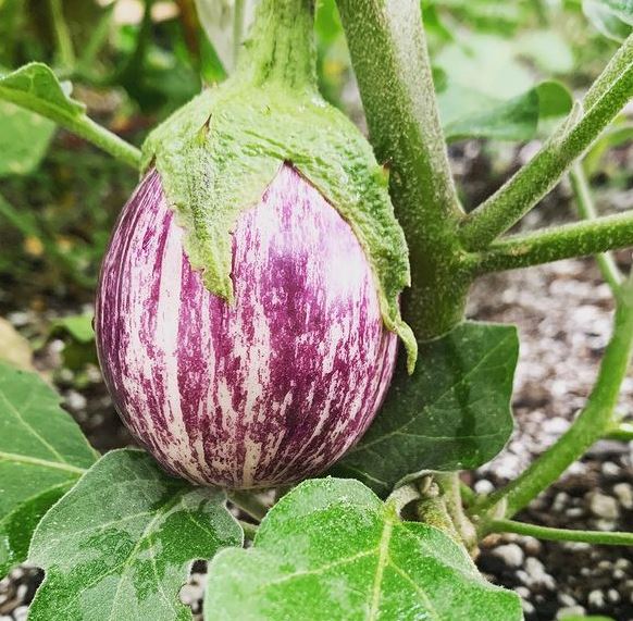 Piccolo F1 Organic Aubergine