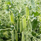 Parsley Pea