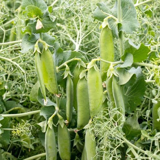 Parsley Pea