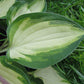 Island Charm Hosta Plants online shopping