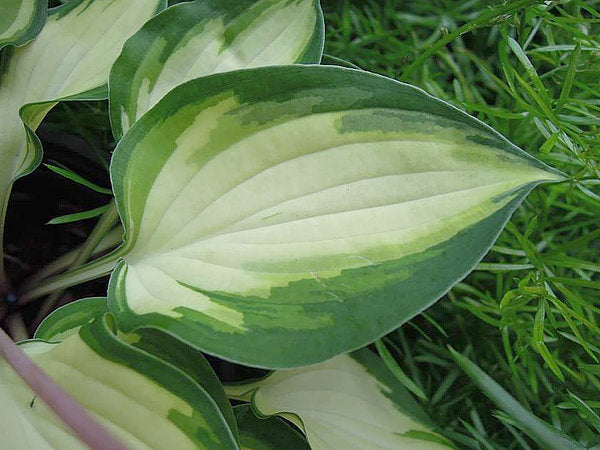 Island Charm Hosta Plants online shopping