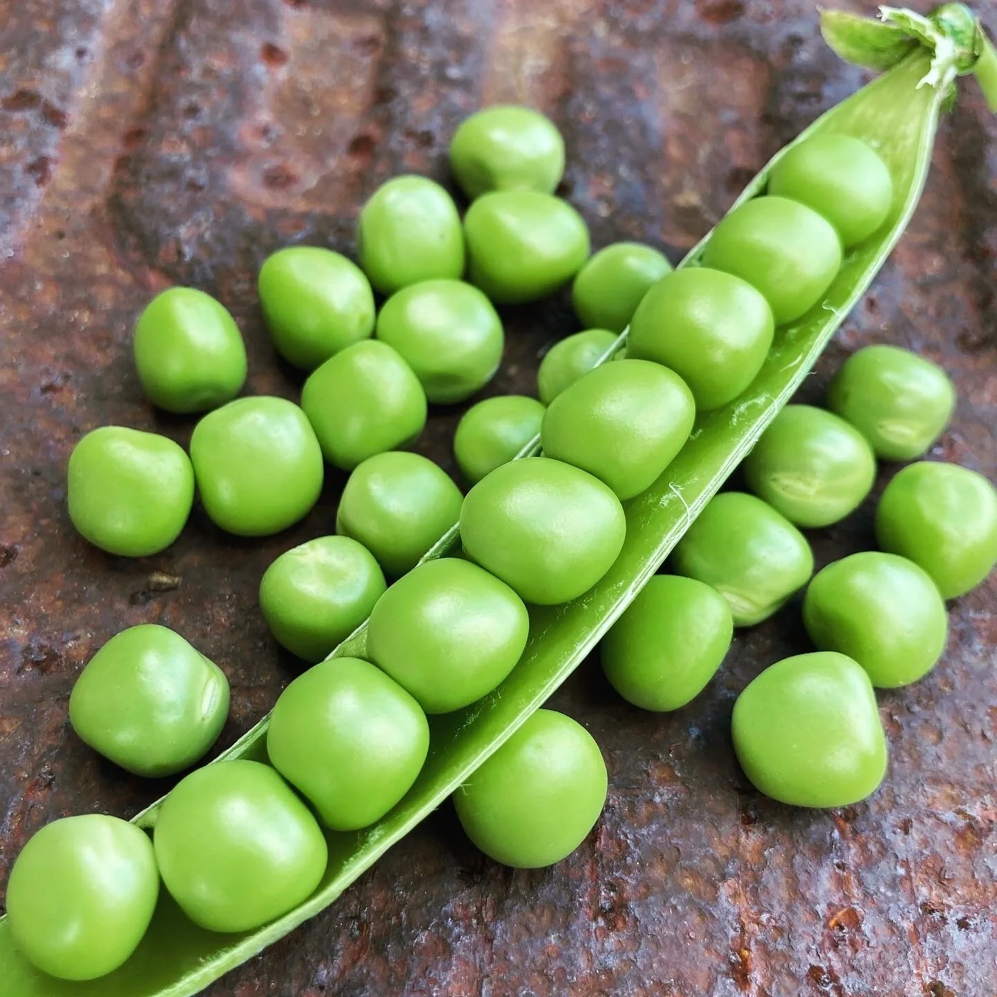 Green Arrow Shelling Pea