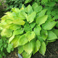 Lemontini Hosta Plants online shopping