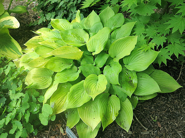 Lemontini Hosta Plants online shopping