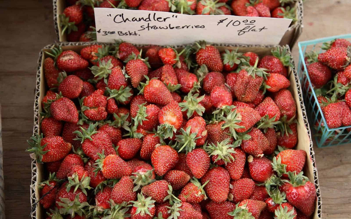 Chandler June Bearing Strawberry