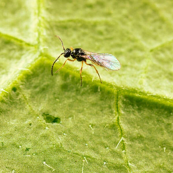 Ephedrus cerasicola parasitic wasp for organic control in agriculture and horticulture.