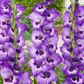 Vista Gladiolus Corms