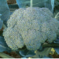 Gypsy F1 Broccoli