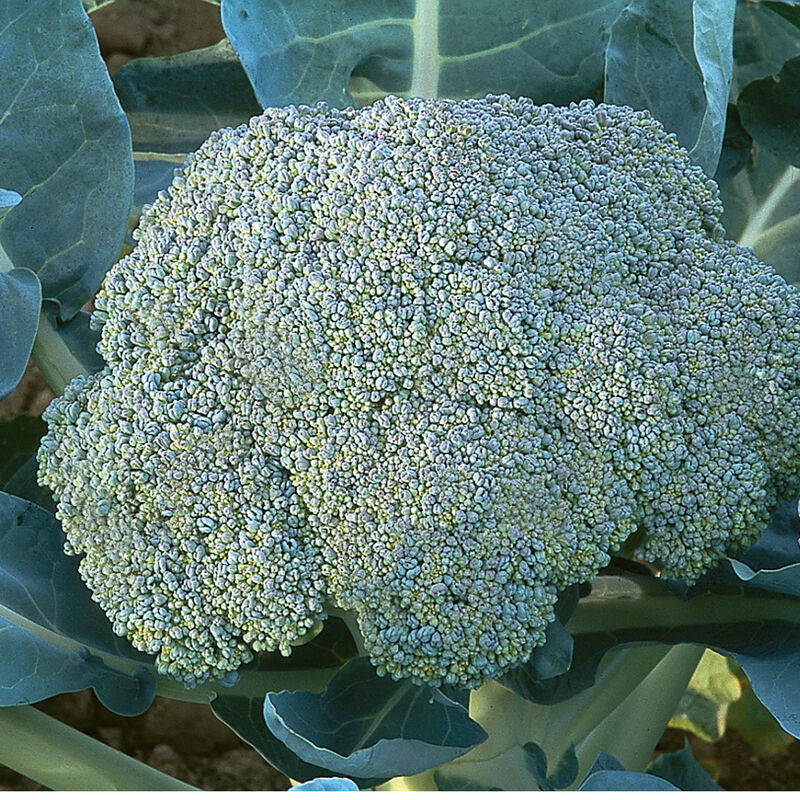 Gypsy F1 Broccoli