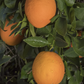 Newhall Nucellar Navel Orange Budwood citrus plant material online shopping