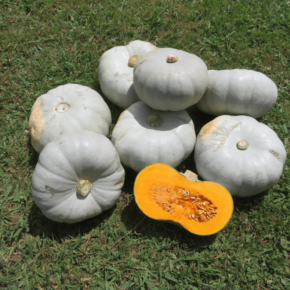 Mint Prince F1 Pumpkin Seeds online shopping