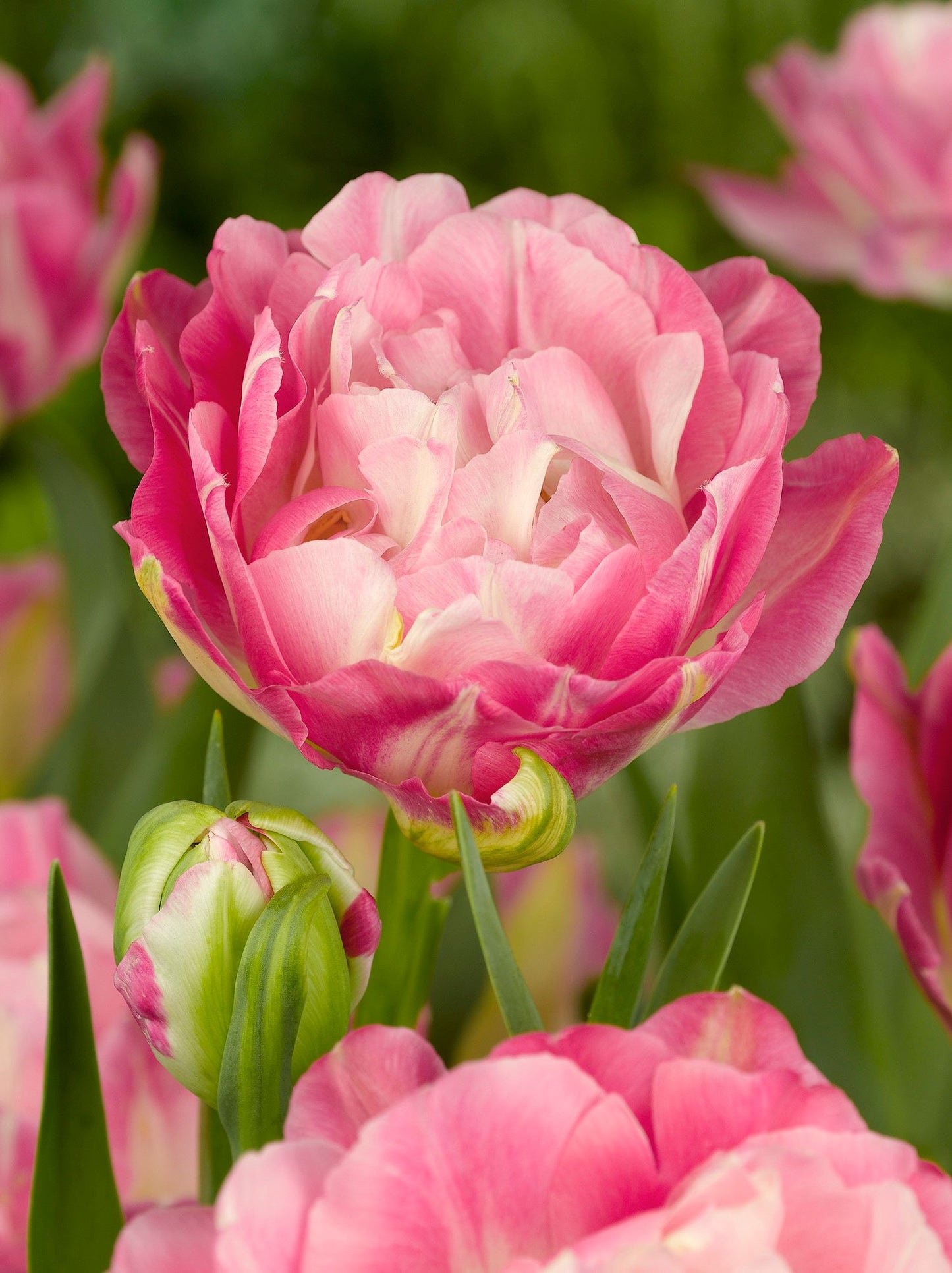 Sweet Desire Tulip Bulbs