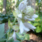 Lily Blue Eyes Hosta Plants online shopping