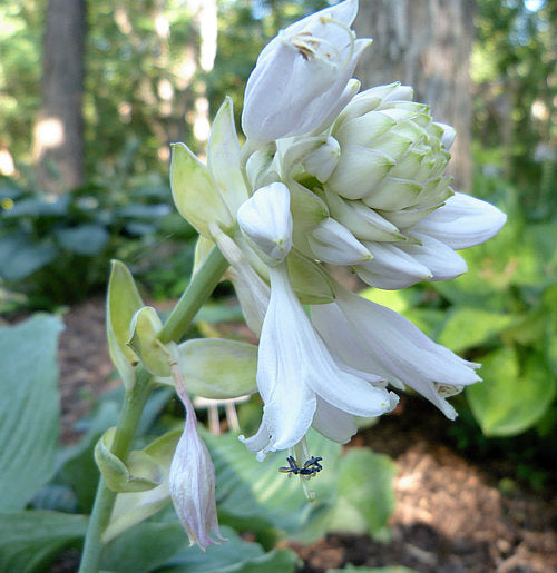 Lily Blue Eyes Hosta Plants online shopping
