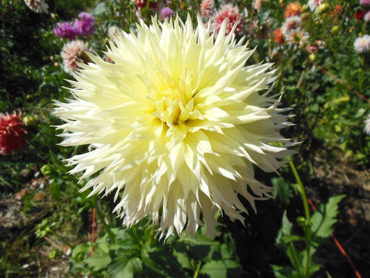 Citron Du Cap Dahlia