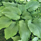 Valley’s Himitsu Hosta Plants online shopping