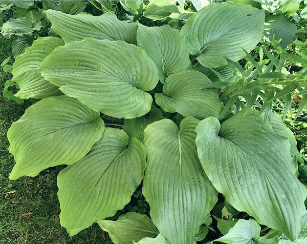 Valley’s Himitsu Hosta Plants online shopping
