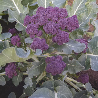 Burgundy F1 Broccoli
