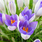 Yalta Crocus Corms
