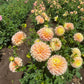 Honey Dew Dahlia