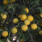 Marrakech Limonette Limetta Budwood citrus plant material online shopping
