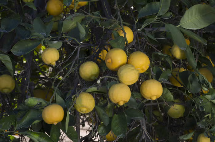 Marrakech Limonette Limetta Budwood citrus plant material online shopping