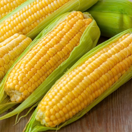 Golden Bantam Corn