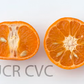 W. Murcott Afourer Mandarin Budwood citrus plant material online shopping