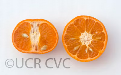 W. Murcott Afourer Mandarin Budwood citrus plant material online shopping