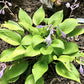 Limetini Hosta Plants online shopping