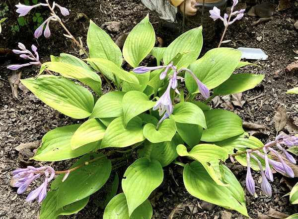 Limetini Hosta Plants online shopping